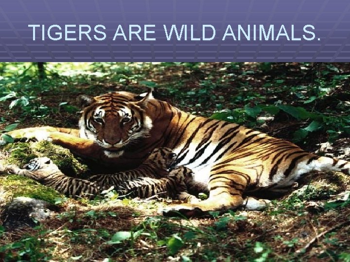TIGERS ARE WILD ANIMALS. 