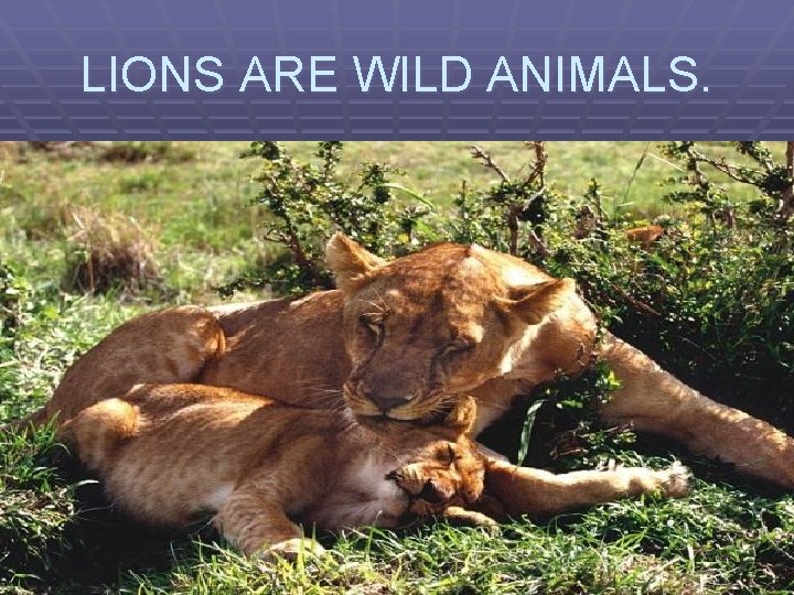 LIONS ARE WILD ANIMALS. 