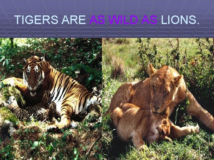 TIGERS ARE AS WILD AS LIONS. 