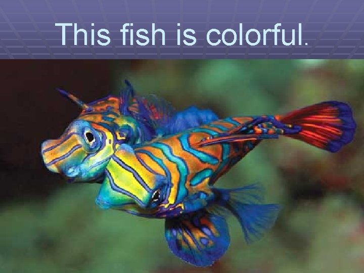 This fish is colorful. 