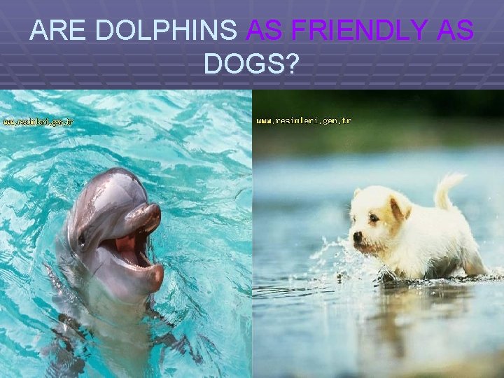 ARE DOLPHINS AS FRIENDLY AS DOGS? 