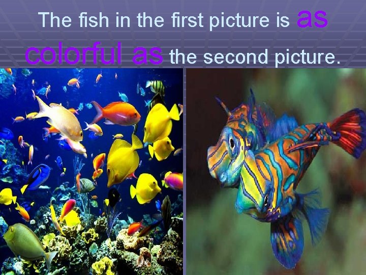 The fish in the first picture is as colorful as the second picture. 