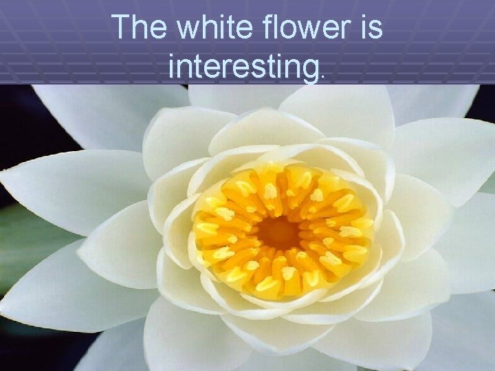 The white flower is interesting. 