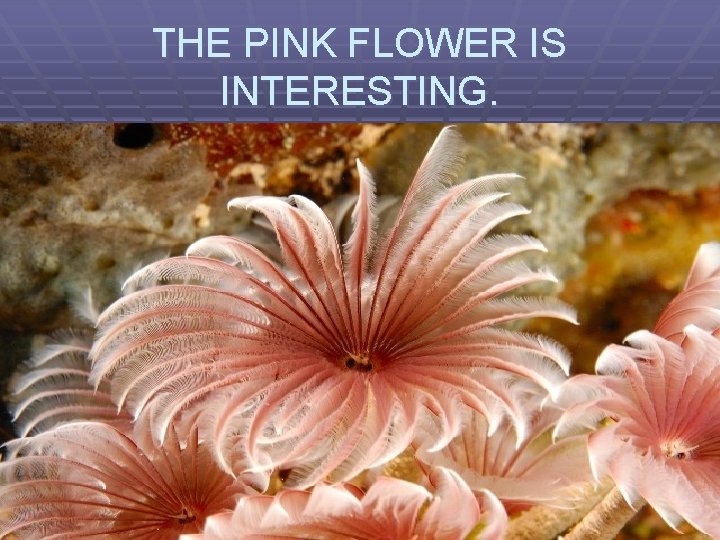 THE PINK FLOWER IS INTERESTING. 