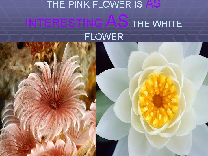 THE PINK FLOWER IS AS INTERESTING AS THE WHITE FLOWER 