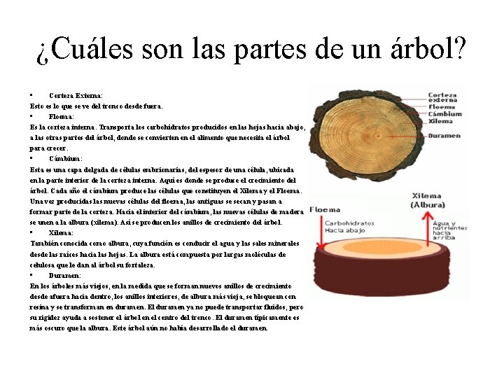¿Cuáles son las partes de un árbol? • Corteza Externa: Esto es lo que