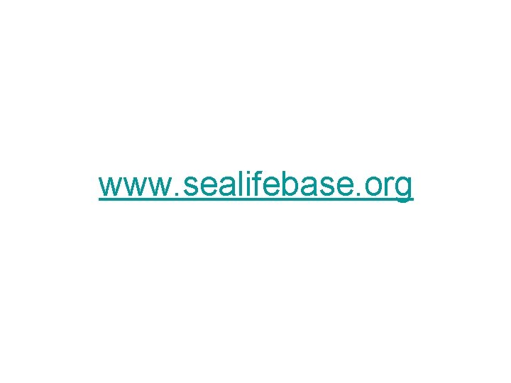 www. sealifebase. org 