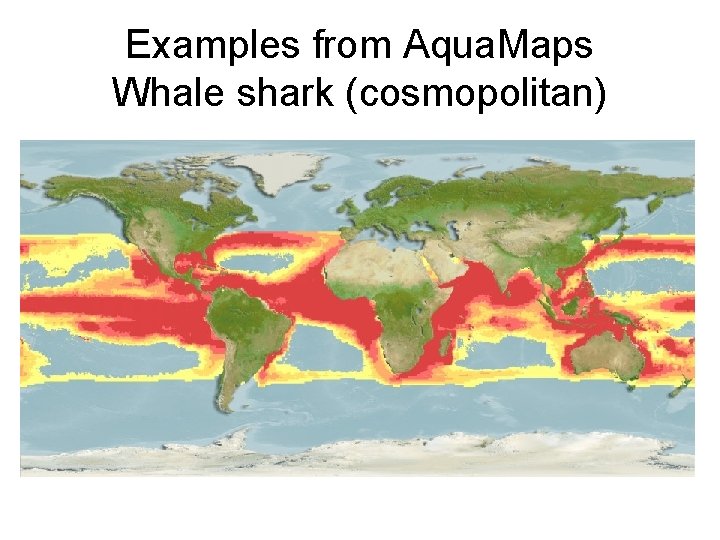 Examples from Aqua. Maps Whale shark (cosmopolitan) 