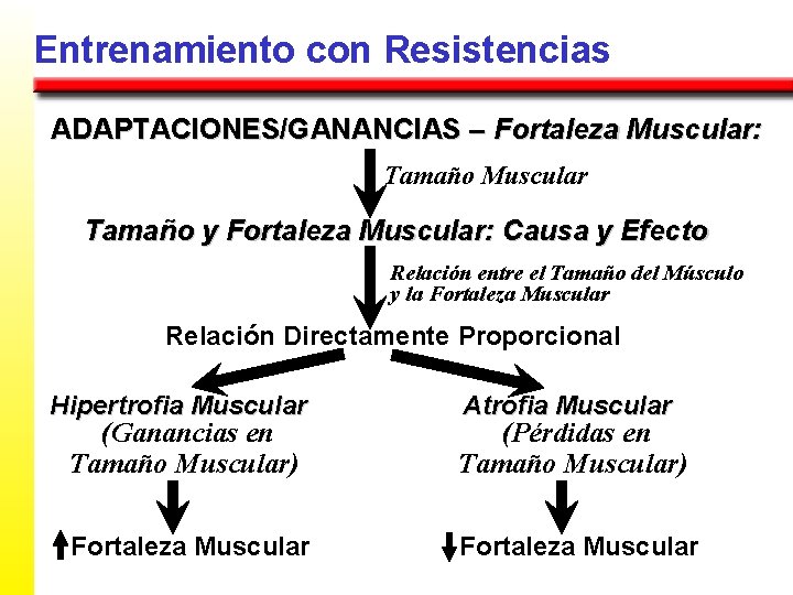 Entrenamiento con Resistencias ADAPTACIONES/GANANCIAS – Fortaleza Muscular: Tamaño Muscular Tamaño y Fortaleza Muscular: Causa