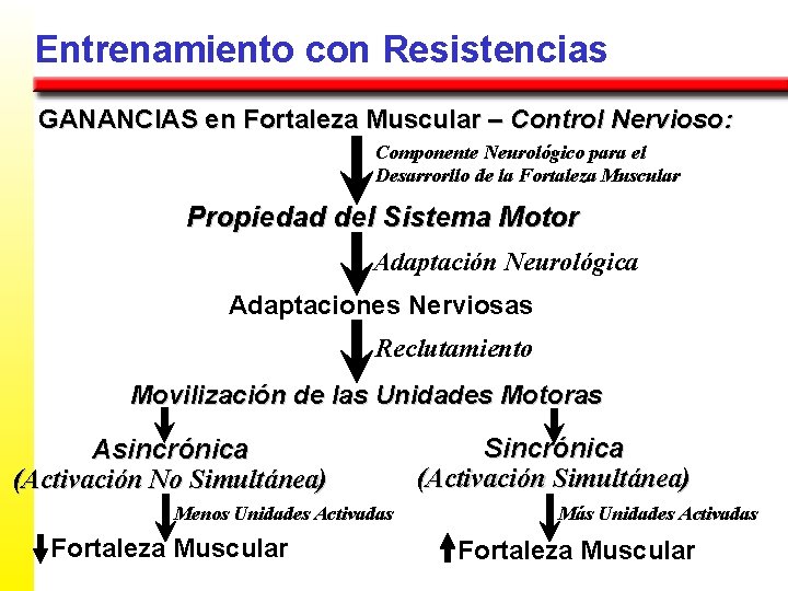 Entrenamiento con Resistencias GANANCIAS en Fortaleza Muscular – Control Nervioso: Componente Neurológico para el