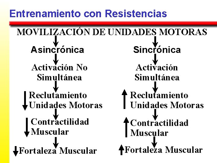 Entrenamiento con Resistencias MOVILIZACIÓN DE UNIDADES MOTORAS Asincrónica Sincrónica Activación No Simultánea Activación Simultánea