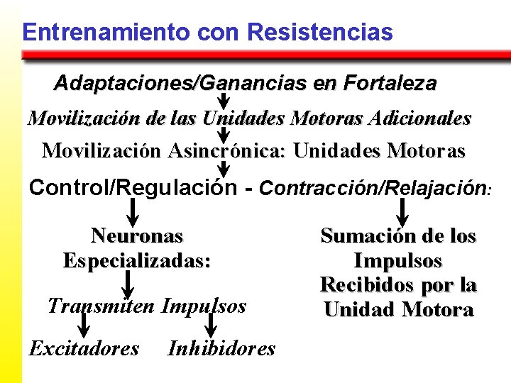 Entrenamiento con Resistencias Adaptaciones/Ganancias en Fortaleza Movilización de las Unidades Motoras Adicionales Movilización Asincrónica:
