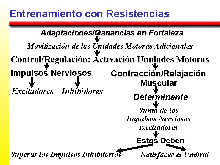 Entrenamiento con Resistencias Adaptaciones/Ganancias en Fortaleza Movilización de las Unidades Motoras Adicionales Control/Regulación: Activación