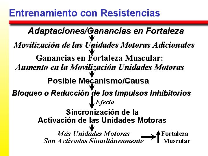 Entrenamiento con Resistencias Adaptaciones/Ganancias en Fortaleza Movilización de las Unidades Motoras Adicionales Ganancias en