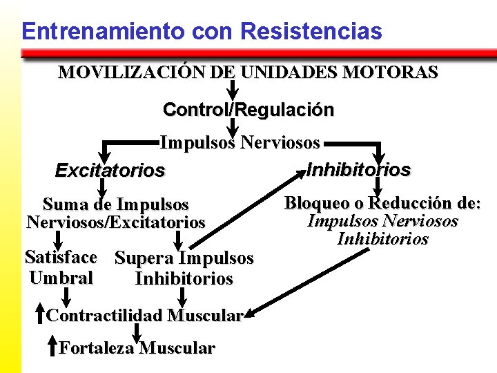 Entrenamiento con Resistencias MOVILIZACIÓN DE UNIDADES MOTORAS Control/Regulación Impulsos Nerviosos Inhibitorios Excitatorios Suma de