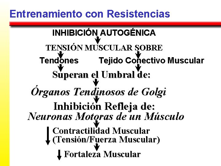 Entrenamiento con Resistencias INHIBICIÓN AUTOGÉNICA TENSIÓN MUSCULAR SOBRE Tendones Tejido Conectivo Muscular Superan el