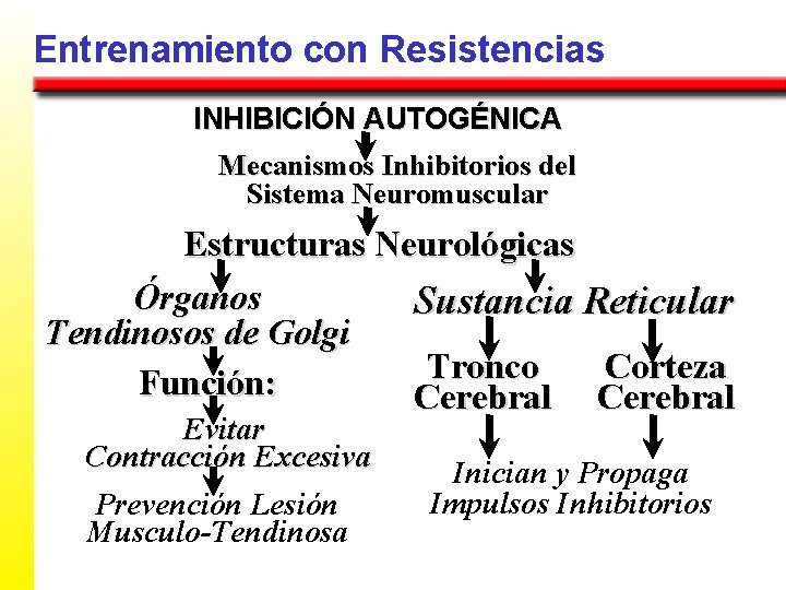 Entrenamiento con Resistencias INHIBICIÓN AUTOGÉNICA Mecanismos Inhibitorios del Sistema Neuromuscular Estructuras Neurológicas Órganos Sustancia