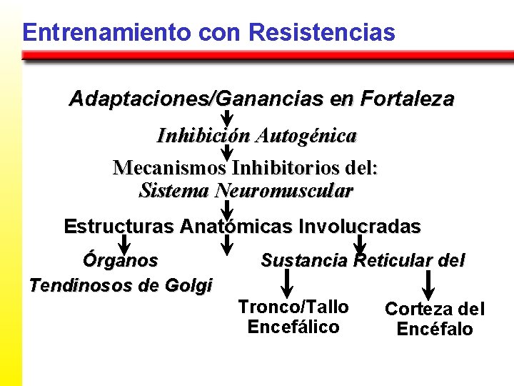 Entrenamiento con Resistencias Adaptaciones/Ganancias en Fortaleza Inhibición Autogénica Mecanismos Inhibitorios del: Sistema Neuromuscular Estructuras