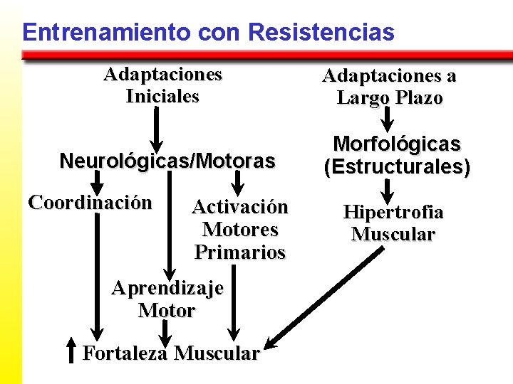 Entrenamiento con Resistencias Adaptaciones Iniciales Neurológicas/Motoras Coordinación Activación Motores Primarios Aprendizaje Motor Fortaleza Muscular
