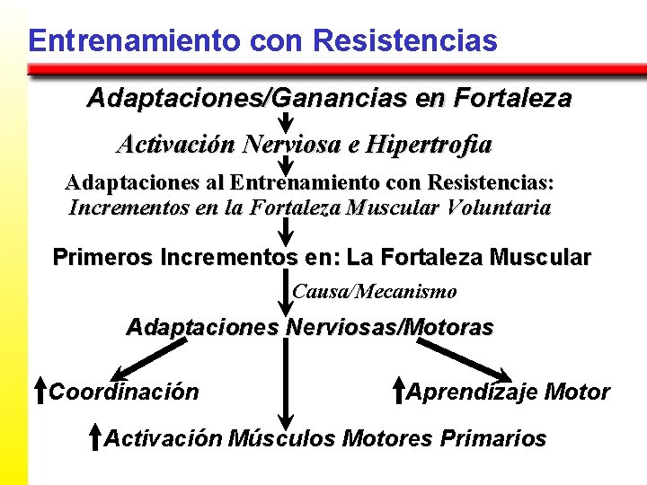 Entrenamiento con Resistencias Adaptaciones/Ganancias en Fortaleza Activación Nerviosa e Hipertrofia Adaptaciones al Entrenamiento con