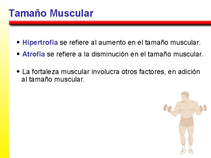 Tamaño Muscular w Hipertrofia se refiere al aumento en el tamaño muscular. w Atrofia