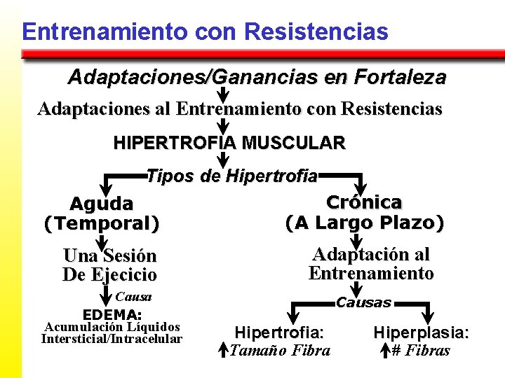 Entrenamiento con Resistencias Adaptaciones/Ganancias en Fortaleza Adaptaciones al Entrenamiento con Resistencias HIPERTROFIA MUSCULAR Tipos