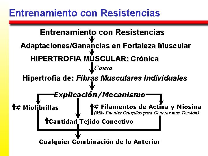 Entrenamiento con Resistencias Adaptaciones/Ganancias en Fortaleza Muscular HIPERTROFIA MUSCULAR: Crónica Causa Hipertrofia de: Fibras