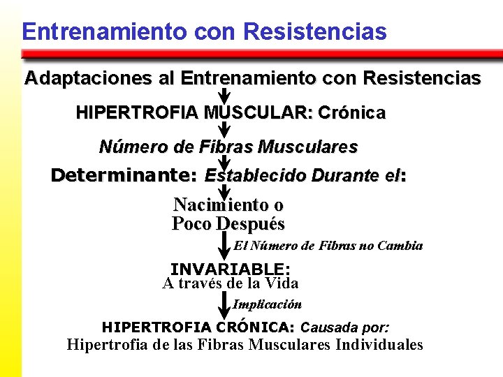 Entrenamiento con Resistencias Adaptaciones al Entrenamiento con Resistencias HIPERTROFIA MUSCULAR: Crónica Número de Fibras