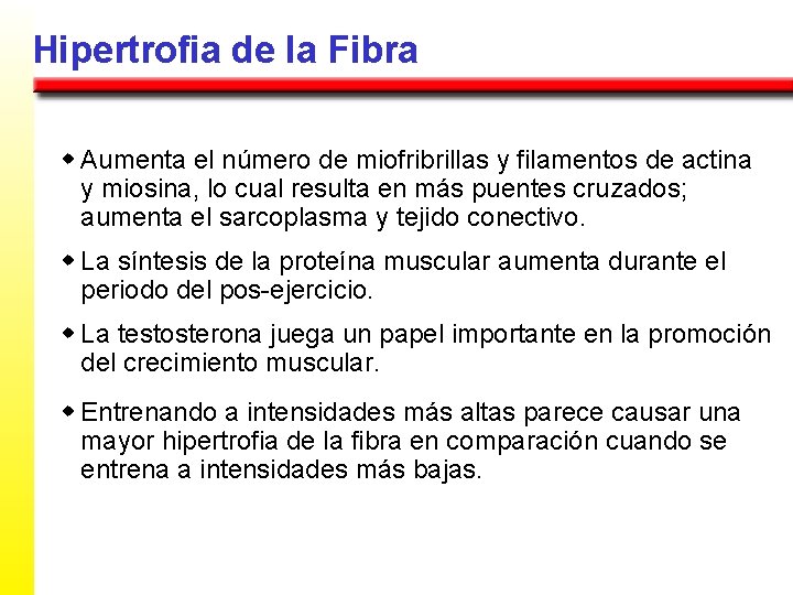 Hipertrofia de la Fibra w Aumenta el número de miofribrillas y filamentos de actina