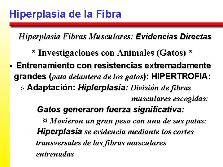 Hiperplasia de la Fibra Hiperplasia Fibras Musculares: Evidencias Directas * Investigaciones con Animales (Gatos)