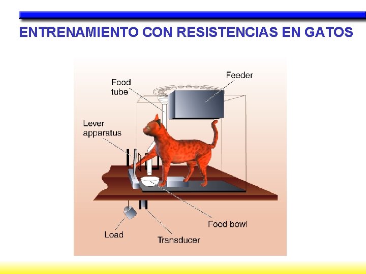 ENTRENAMIENTO CON RESISTENCIAS EN GATOS 