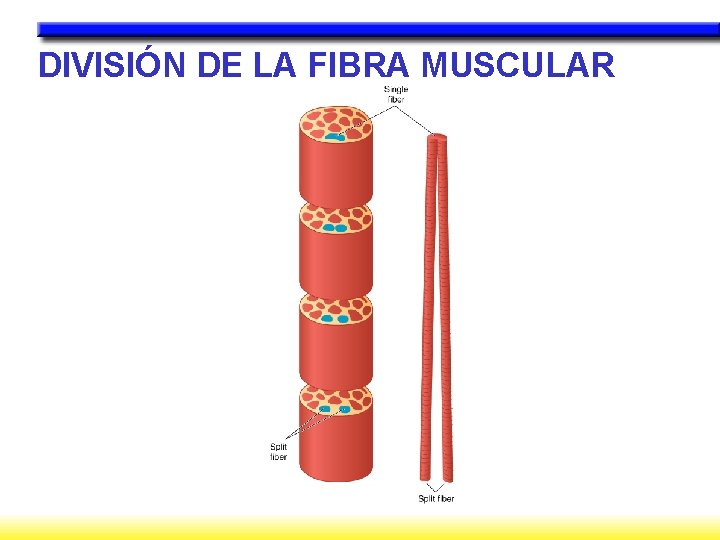 DIVISIÓN DE LA FIBRA MUSCULAR 