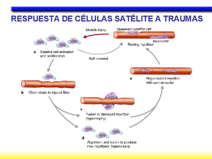 RESPUESTA DE CÉLULAS SATÉLITE A TRAUMAS 