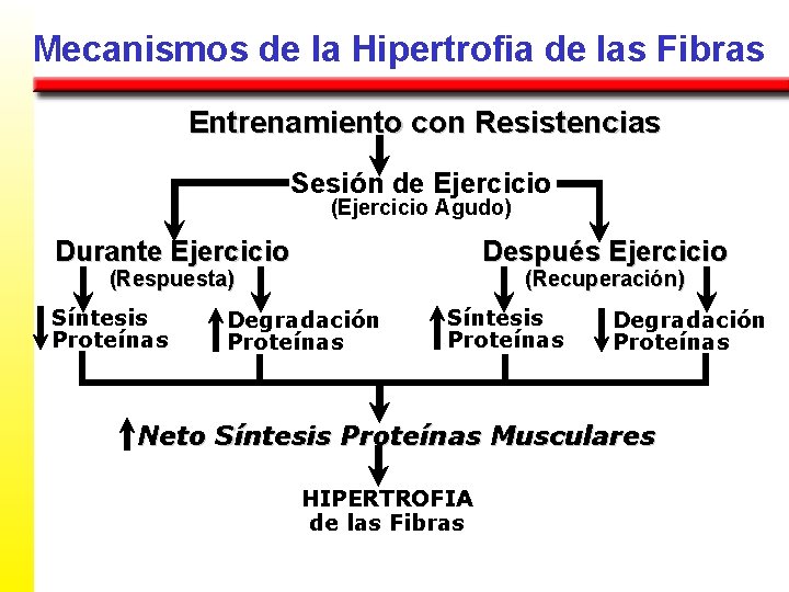 Mecanismos de la Hipertrofia de las Fibras Entrenamiento con Resistencias Sesión de Ejercicio (Ejercicio