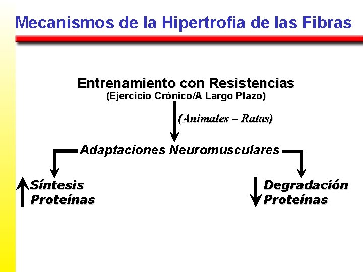 Mecanismos de la Hipertrofia de las Fibras Entrenamiento con Resistencias (Ejercicio Crónico/A Largo Plazo)