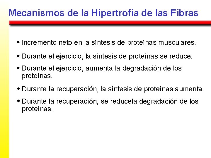 Mecanismos de la Hipertrofia de las Fibras w Incremento neto en la síntesis de
