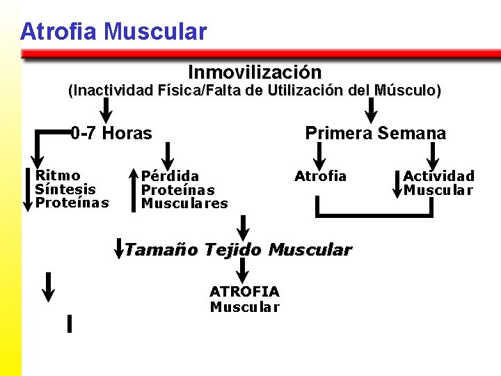 Atrofia Muscular Inmovilización (Inactividad Física/Falta de Utilización del Músculo) 0 -7 Horas Ritmo Síntesis