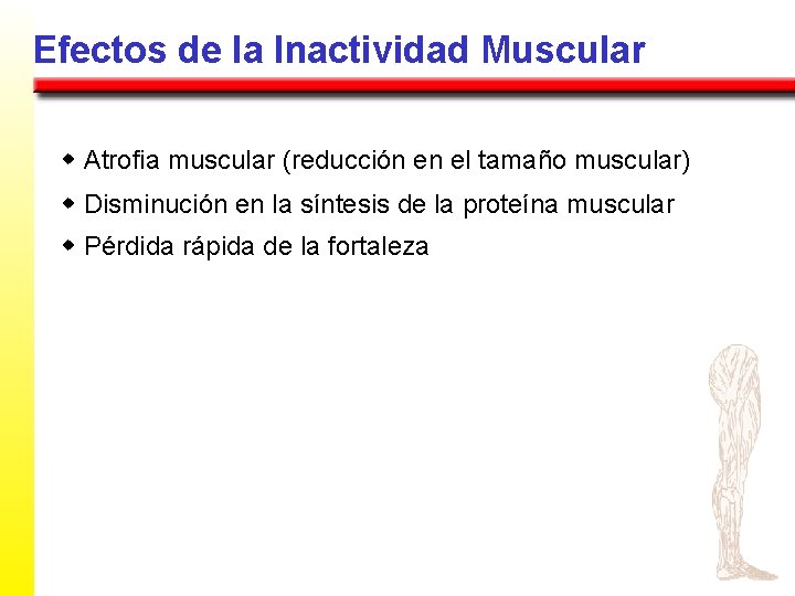 Efectos de la Inactividad Muscular w Atrofia muscular (reducción en el tamaño muscular) w