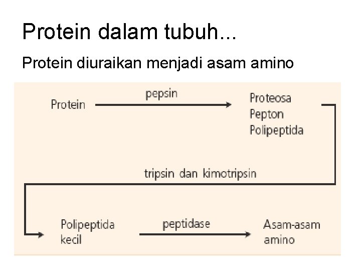 Protein dalam tubuh. . . Protein diuraikan menjadi asam amino 