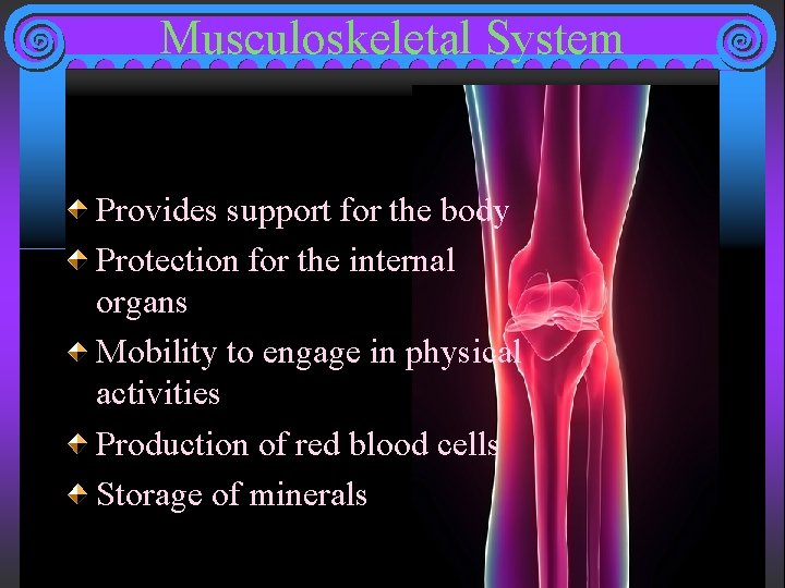 Musculoskeletal System Provides support for the body Protection for the internal organs Mobility to