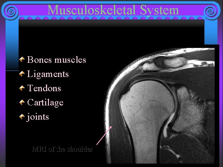 Musculoskeletal System Bones muscles Ligaments Tendons Cartilage joints MRI of the shoulder 