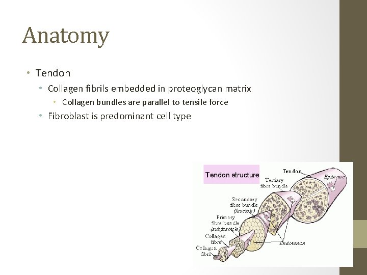 Anatomy • Tendon • Collagen fibrils embedded in proteoglycan matrix • Collagen bundles are Anatomy • Tendon • Collagen fibrils embedded in proteoglycan matrix • Collagen bundles are