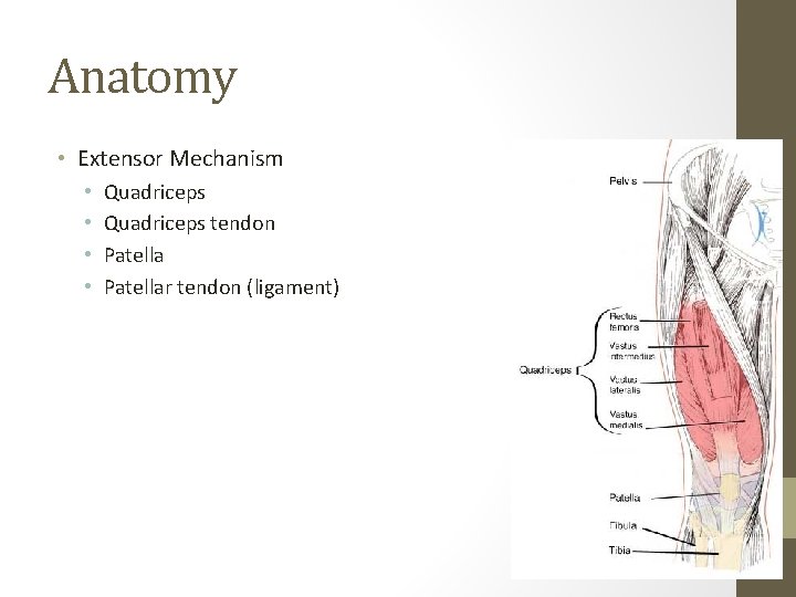 Anatomy • Extensor Mechanism • • Quadriceps tendon Patellar tendon (ligament) Anatomy • Extensor Mechanism • • Quadriceps tendon Patellar tendon (ligament)