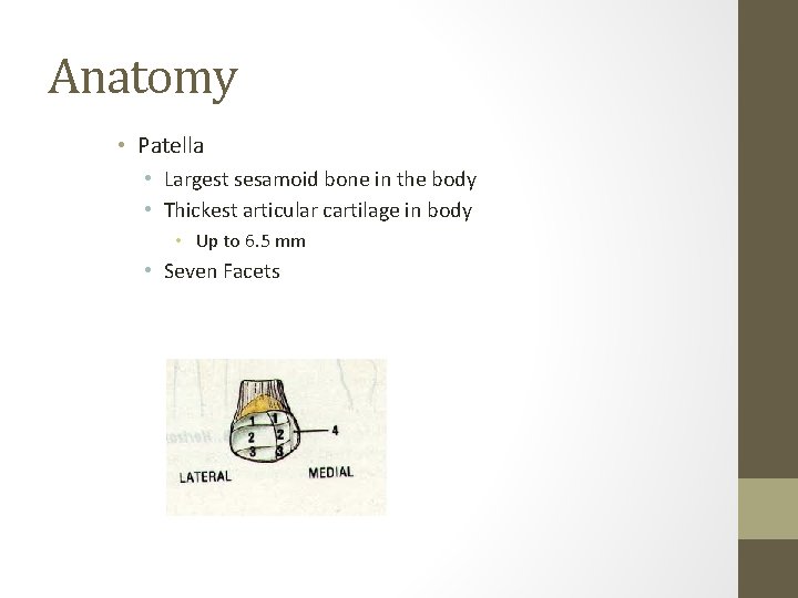 Anatomy • Patella • Largest sesamoid bone in the body • Thickest articular cartilage Anatomy • Patella • Largest sesamoid bone in the body • Thickest articular cartilage