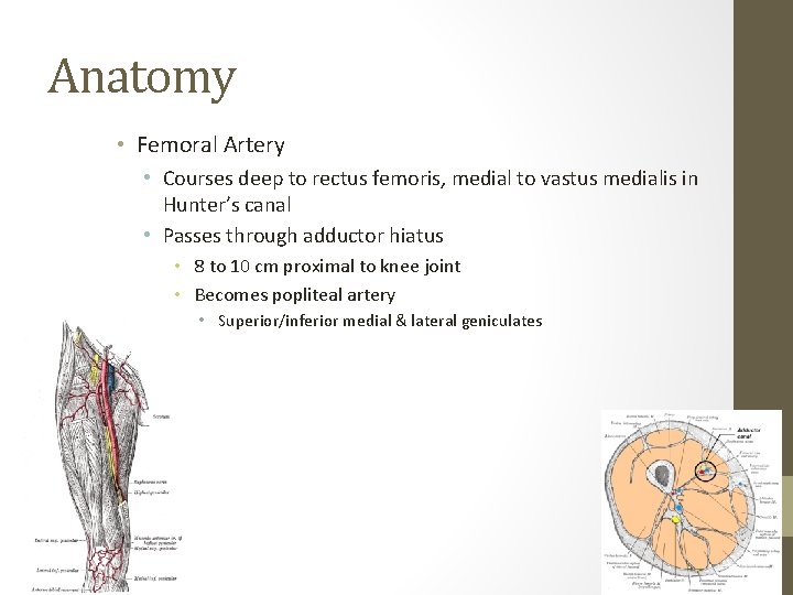 Anatomy • Femoral Artery • Courses deep to rectus femoris, medial to vastus medialis Anatomy • Femoral Artery • Courses deep to rectus femoris, medial to vastus medialis