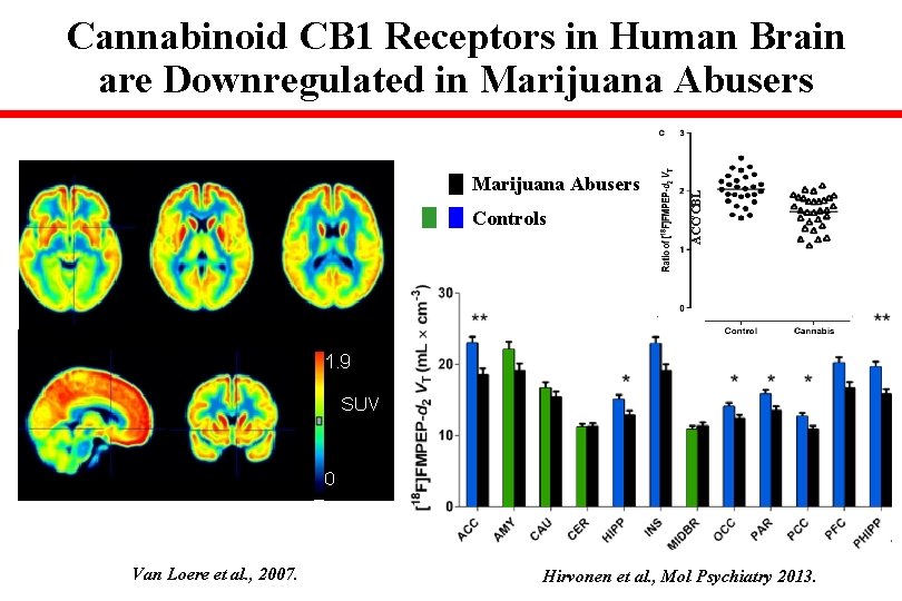 Marijuana Abusers Controls Van Loere et al. , 2007. ACC/CBL Cannabinoid CB 1 Receptors