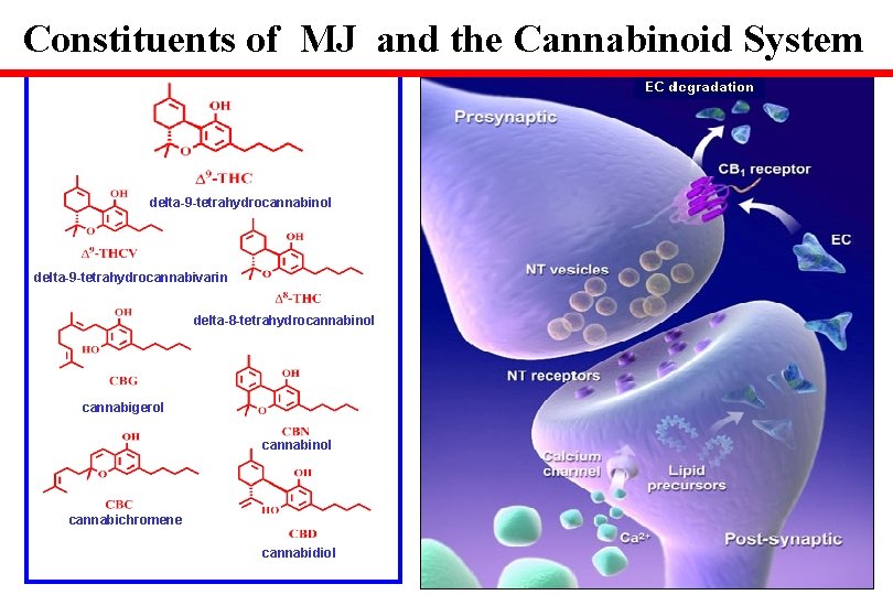 Constituents of MJ and the Cannabinoid System delta-9 -tetrahydrocannabinol delta-9 -tetrahydrocannabivarin delta-8 -tetrahydrocannabinol cannabigerol