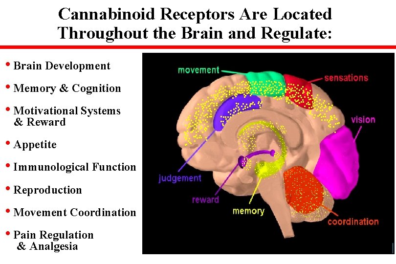 Cannabinoid Receptors Are Located Throughout the Brain and Regulate: • Brain Development • Memory