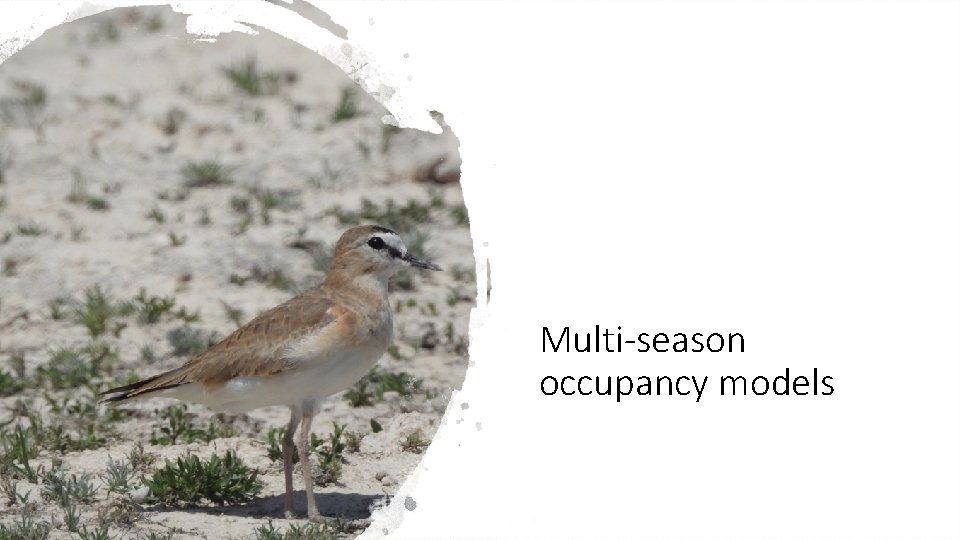 Multi-season occupancy models 