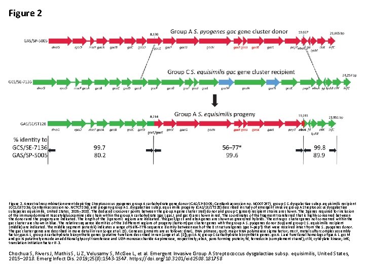 Figure 2. Ancestral recombination event depicting Streptococcus pyogenes group A carbohydrate gene donor (GAS/SP-5005;